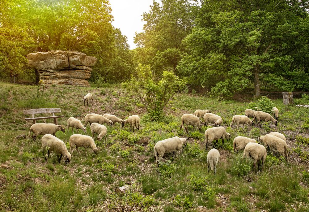 De rotsformatie "Champignon" met schapen op de wei