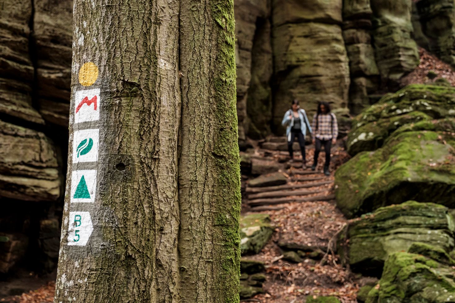 A tree with trail markers, two hikers in the background