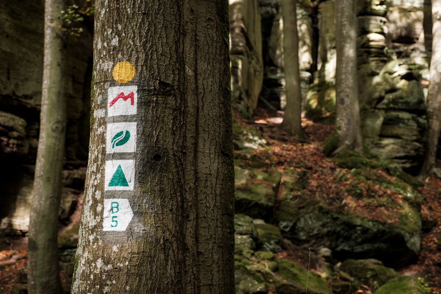 Wegemarkierung abgebildet auf einem Baum