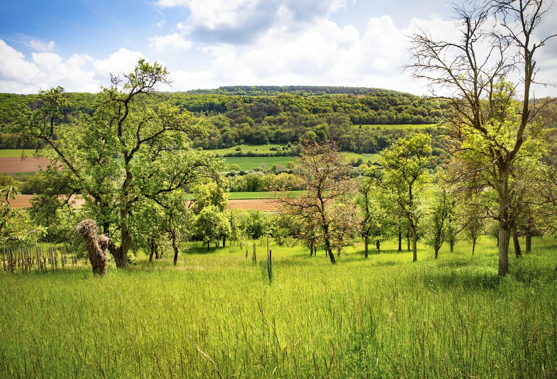 Obstgarten in der Müllerthal Region